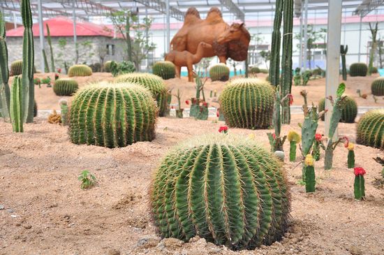城陽打造首家熱帶觀賞園 南國植物現(xiàn)青島 城陽打造首家熱帶觀賞園 南國植物現(xiàn)青島