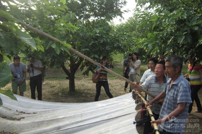一顆椹果引來(lái)百萬(wàn)游客