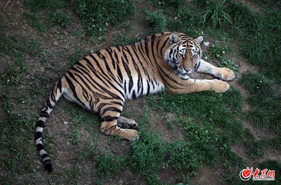 西霞口神雕山野生動物自然保護區(qū)位于威海的榮成市成山鎮(zhèn)西霞口村東北處，臨海兀立，山勢陡峭?？偼顿Y已超過1億元，全區(qū)占地3800畝，是全國最大的、風(fēng)格最獨特的海岸野生動物自然保護區(qū)。