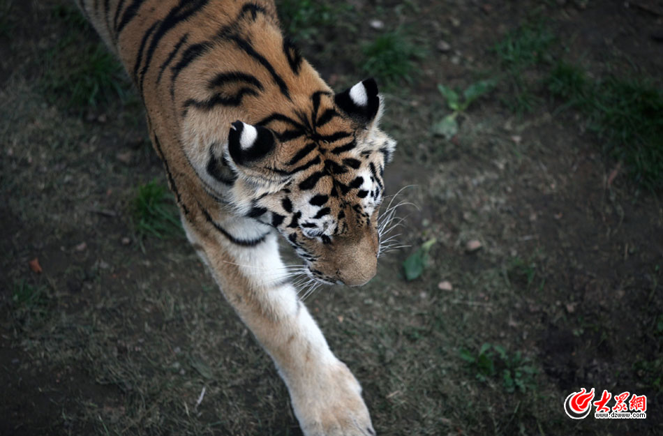 西霞口神雕山野生動物自然保護區(qū)位于威海的榮成市成山鎮(zhèn)西霞口村東北處，臨海兀立，山勢陡峭?？偼顿Y已超過1億元，全區(qū)占地3800畝，是全國最大的、風(fēng)格最獨特的海岸野生動物自然保護區(qū)。