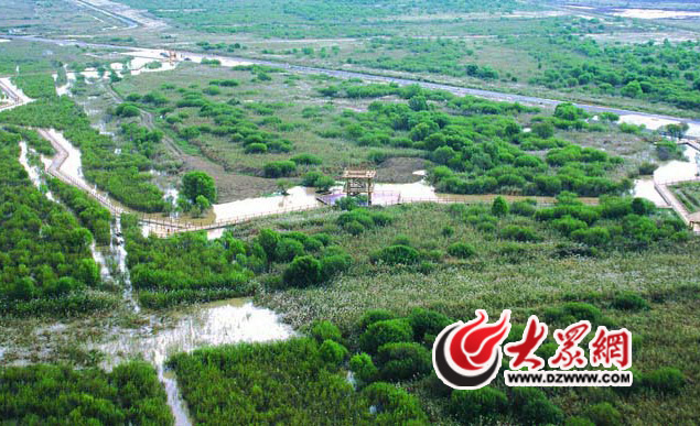 今天上午，采訪團抵達(dá)黃三角國家級自然保護區(qū)采訪報道。