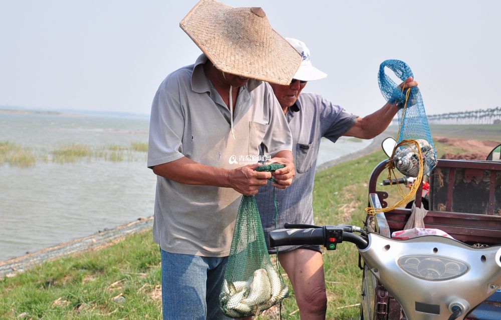 盛夏大沽河水草豐美 大閘蟹一小時(shí)抓十斤