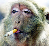 酷勁十足表情銷魂！盤點動物抽煙爆笑瞬間