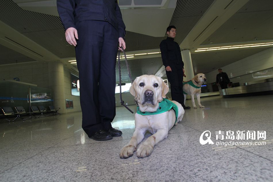 高清：實拍機(jī)場檢疫犬 輕嗅就能查出違禁物品